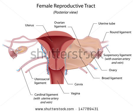 The female reproductive tract with diagram showing the mouth of the uterus and some other crucial parts of the female reproductive organ